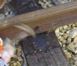 Alte Löcher verdübeln (Größe ca. 6 Kb)