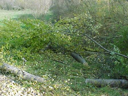 Der Baum bleibt f&uuml;r den Biber liegen(Gr&ouml;&szlig;e ca. 39kB)